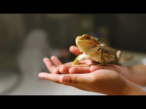 Geco in casa, mai ucciderlo porta anche fortuna