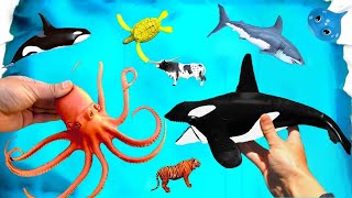 Learn Zoo Wild Animals Names Educational Toys Video For Children - Surprise Toy For Kid
