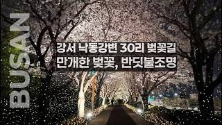 강서낙동강변30리벚꽃길 영상