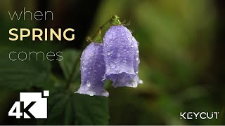 [4K VIDEO] When Spring Comes, Everything Awakes_ UHD DEMO Net Worth