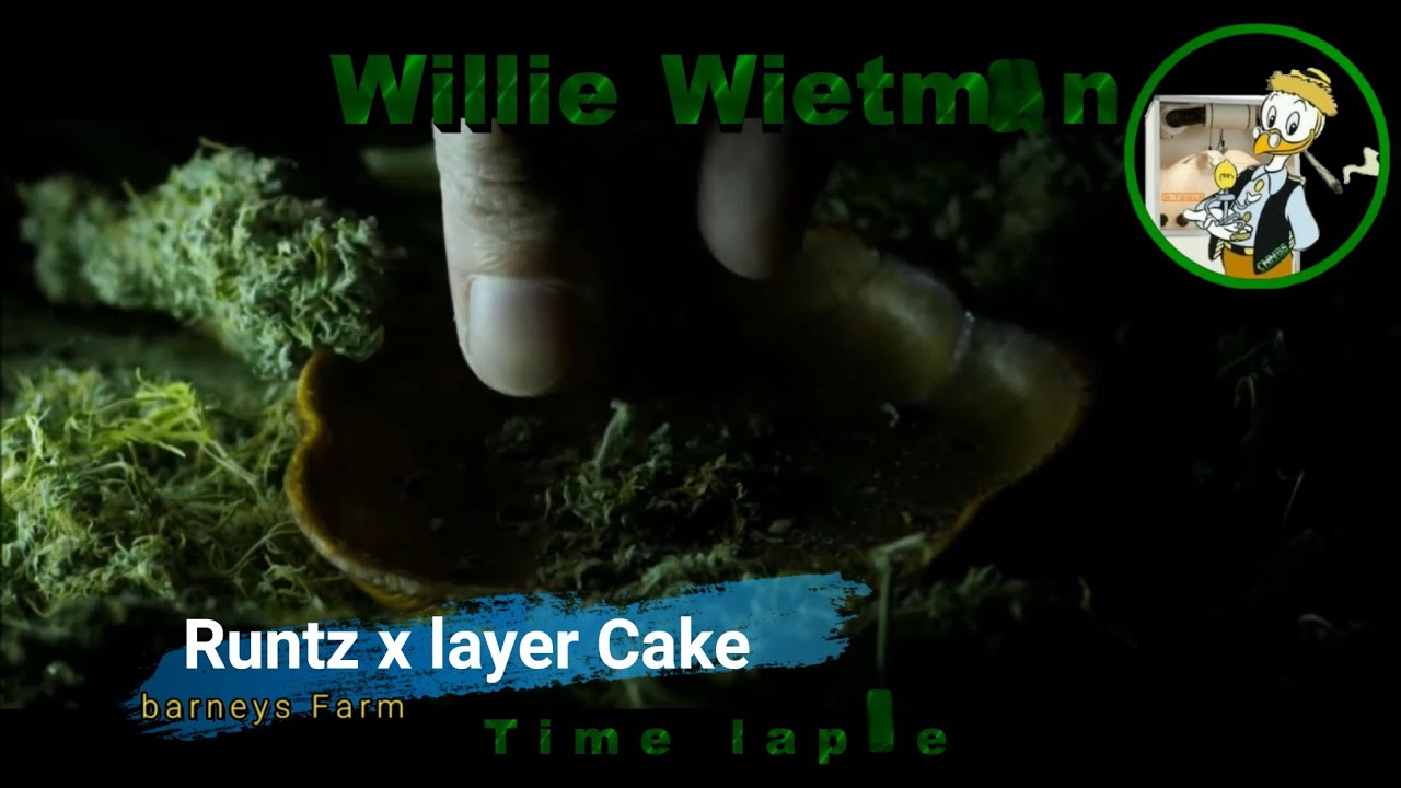 Week 3 & 4  met Runtz x layer Cake