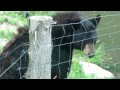 Black bear  omega park summer 2010