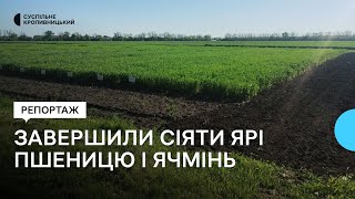 На Кіровоградщині завершили сіяти ярі пшеницю і ячмінь