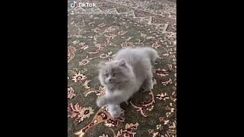 Video 10008451: british long hair, beautiful cat, kitten