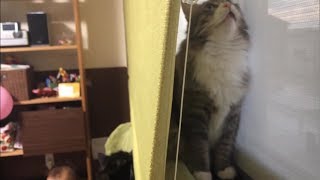 赤ちゃん達から隠れる猫 ノルウェージャンフォレストキャットA cat that hides behind the curtain.Norwegian Forest Cat.