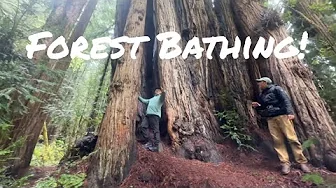 HOW TO GO FOREST BATHING in the REDWOODS 🌲💫