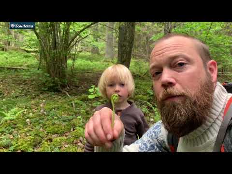 Video: Skogsörter Med Gula Blommor