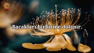 KIYAMET SURESİ | Ağlamaktan okuyamıyor! | Nasser al Qatami