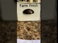 Farm Fresh B Roll Practice