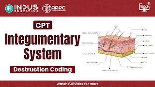 CPT Integumentary System | Destruction Coding Explained | CPC Medical Coding #indus #cpc #cpt