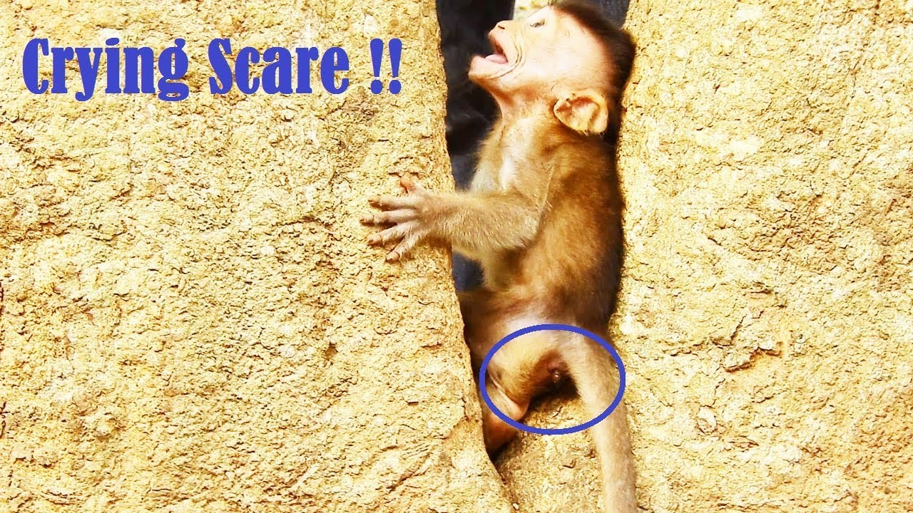 on the ground experience Crying Scare Sadly Polilo, Why Mum Left Favorite Baby On The Ground_Scary Baby Climbing Hard