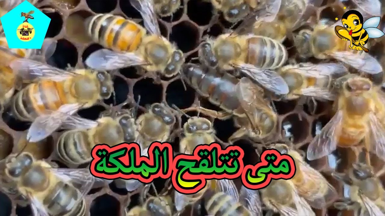 كم يوم وتتلقح الملكة بعد خروجها من البيت الملكي