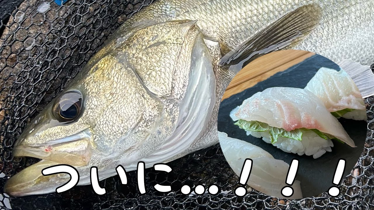 南芦屋浜でエビ撒き釣りしたぞ【ハネこい】