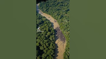 Millions of snakes caught in the Amazon!!! #shorts #anaconda #snake