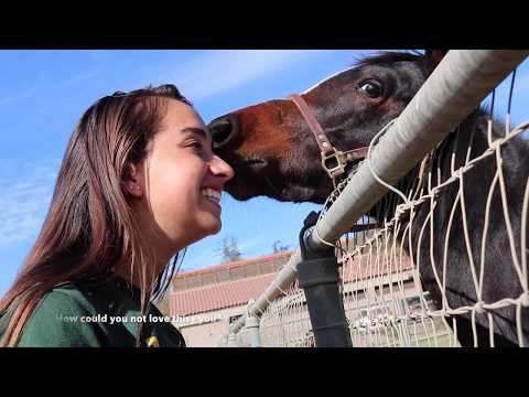 Cal Poly Pomona Bronco Stories: Ashley, Animal Science Major