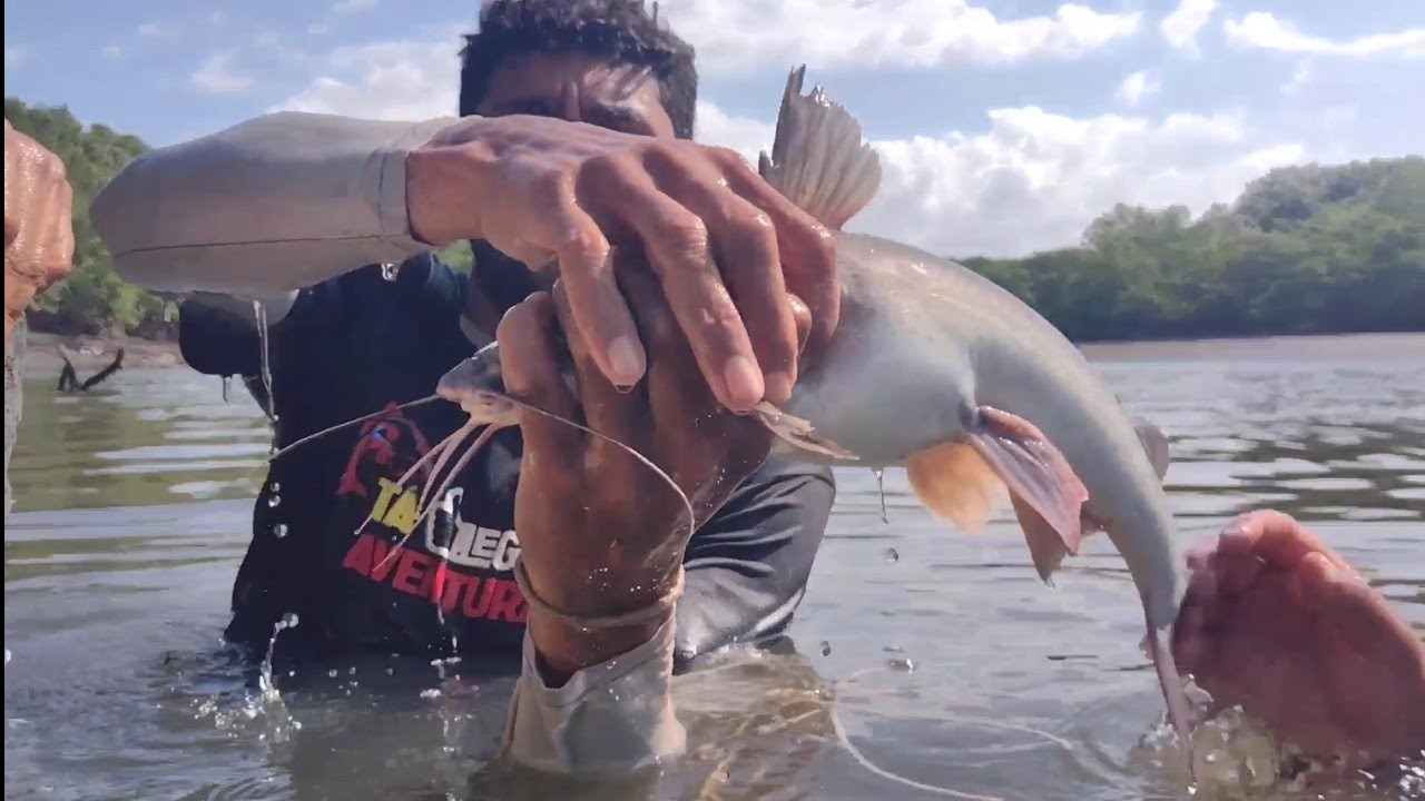 CARDUMES DE BAGRES E SIRI EM SALINAS PAÇO DO LUMIAR.
