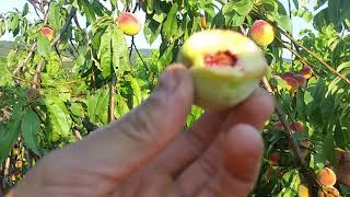 Vinogradarska Breskva