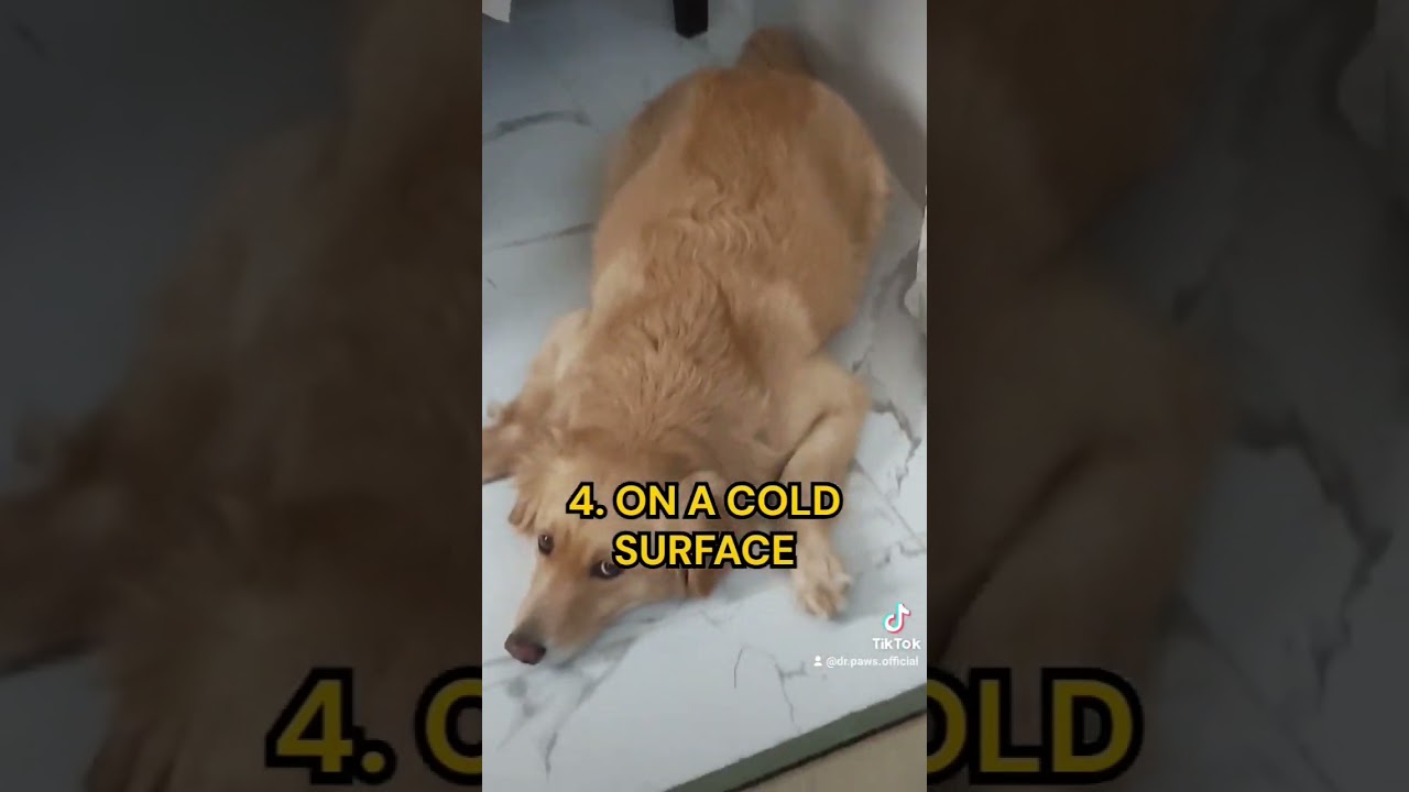 5 dog sleeping positions and the cute meaning behind them