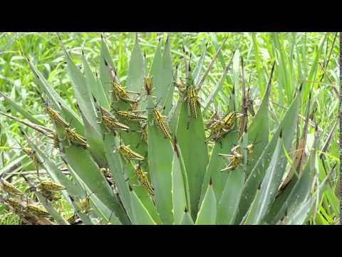 Nymphs of the Green Milkweed locusts. Ninfas de la Langosta de algodoncillo