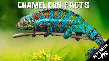 Chameleon facts