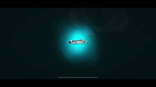 Capelin - Creatures Of The Deep