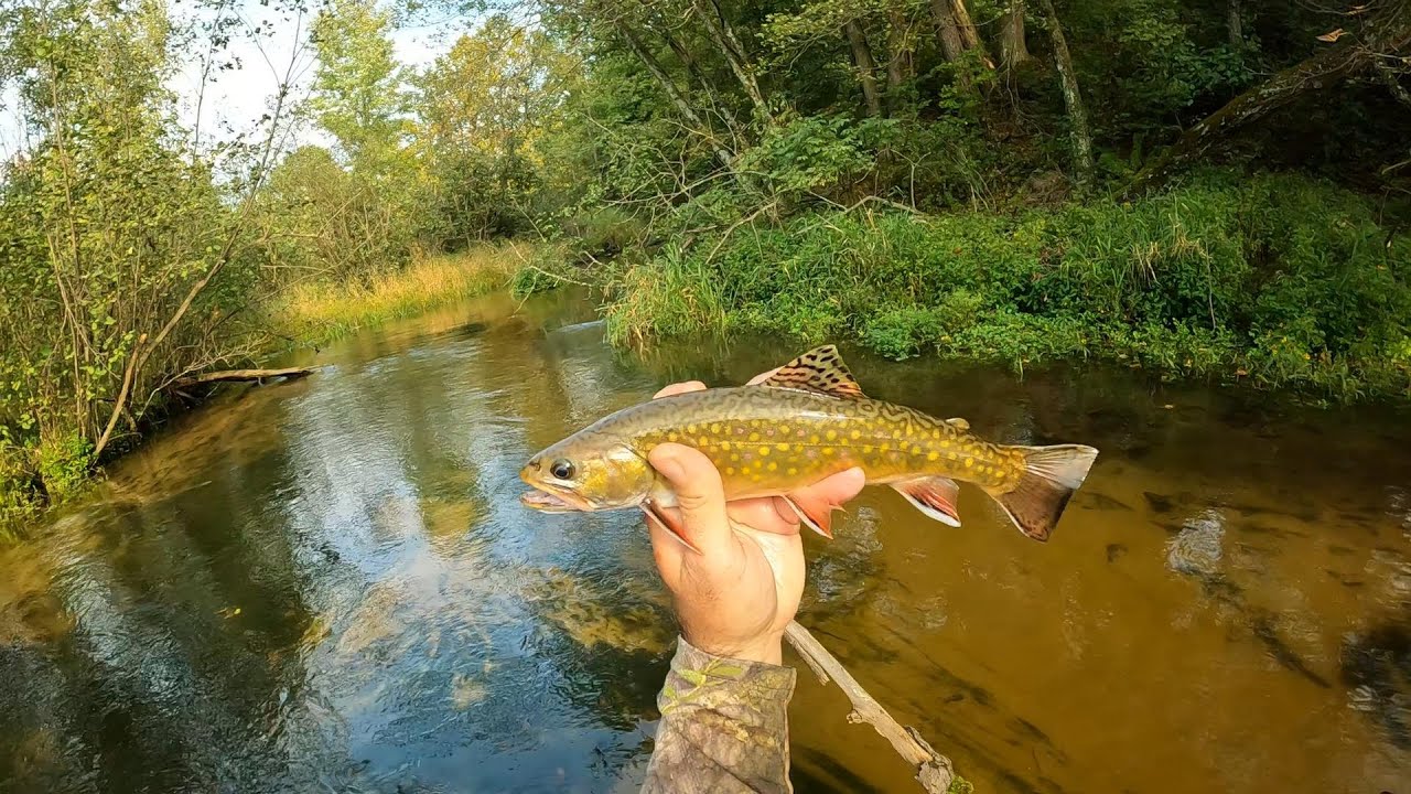 Wisconsin Trout Fishing 9/16/2022 YouTube
