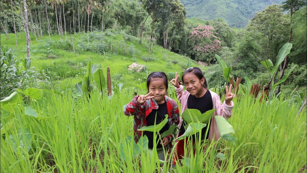 Summer vegetables and fruits, a day in the field with kids/ Northeast Nagaland.