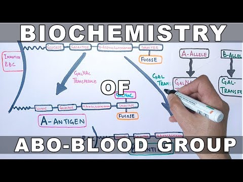 Video: Perbezaan Antara O Dan H Antigen