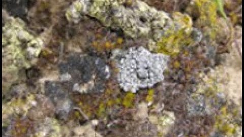 The roles of Syntrichia in the ecosystem: Biological soil crusts (Matt Bowker)