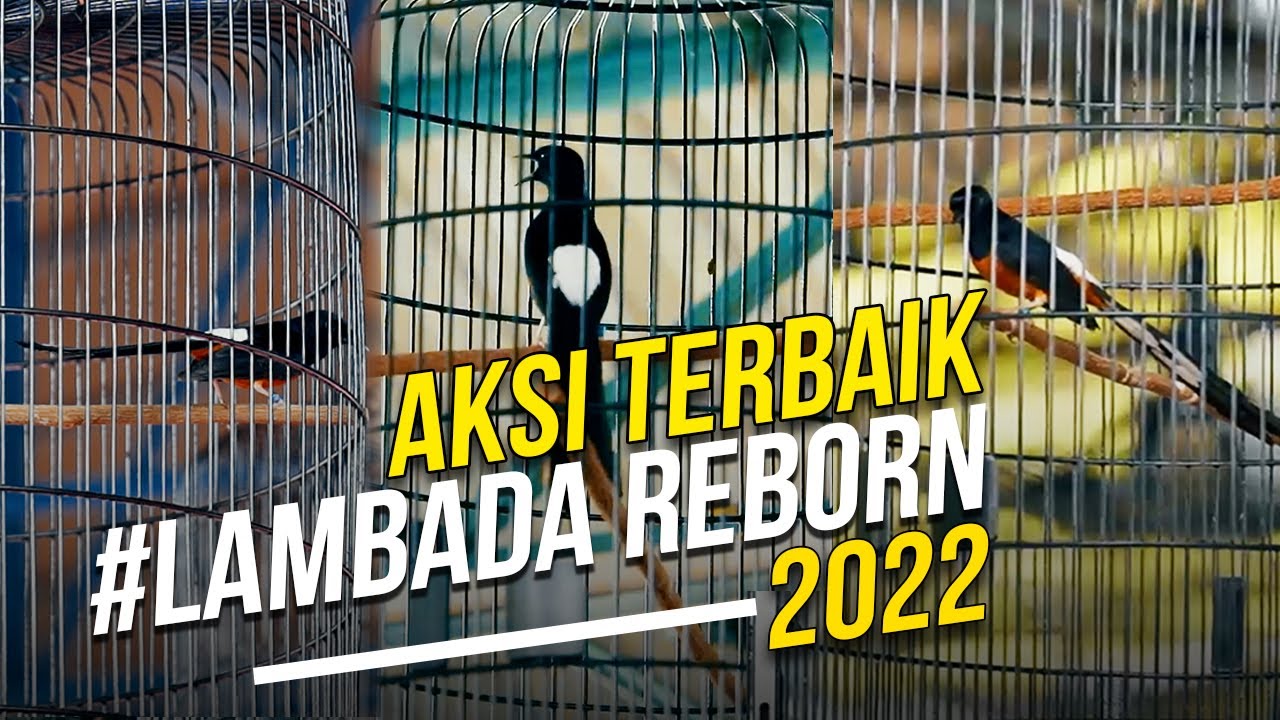 Aksi Terbaik Lambada Reborn 2022 - YouTube