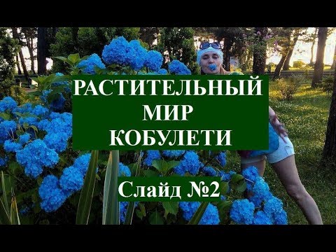 Растительный мир Кобулети (ВИДЫ) ქობულეთი Слайд 2 Аджария Грузия