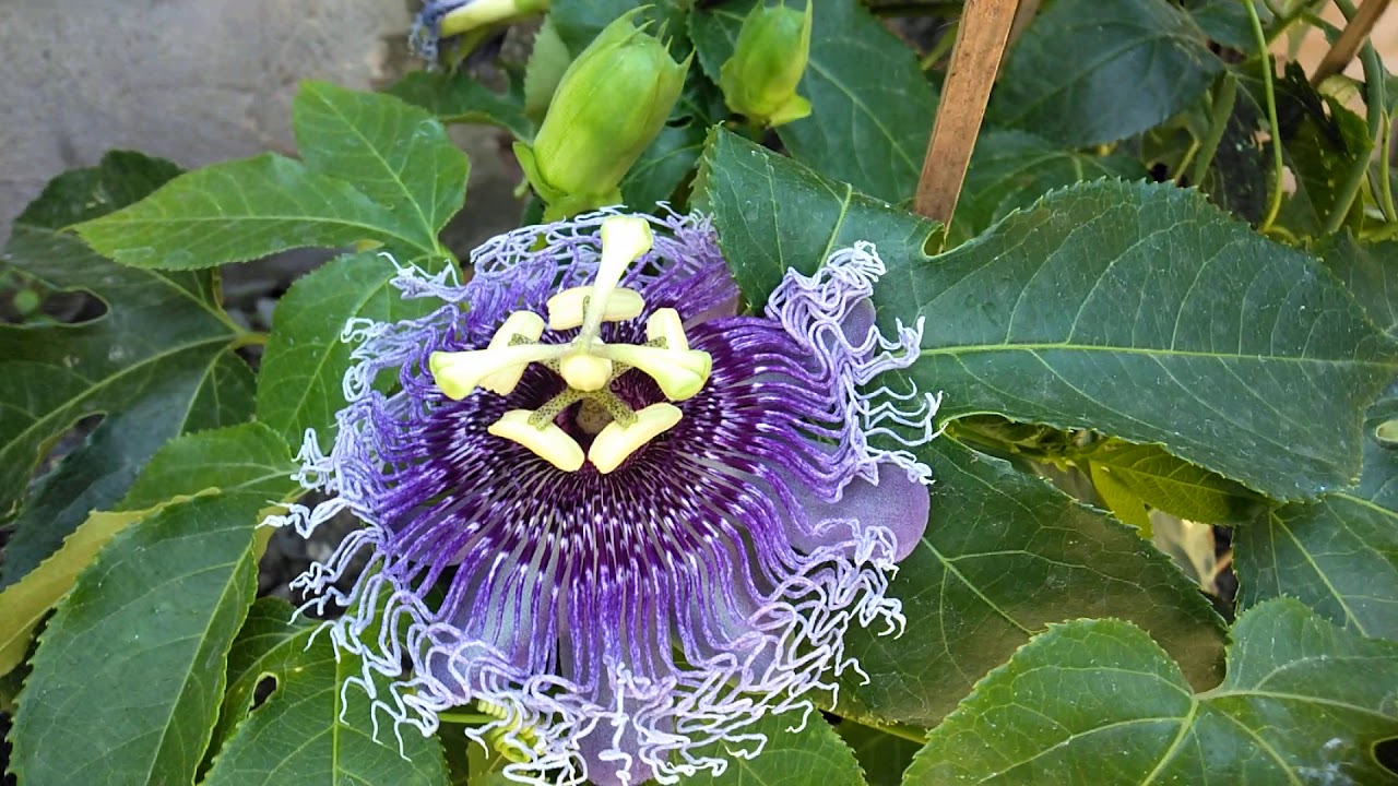 Passion Flower YouTube