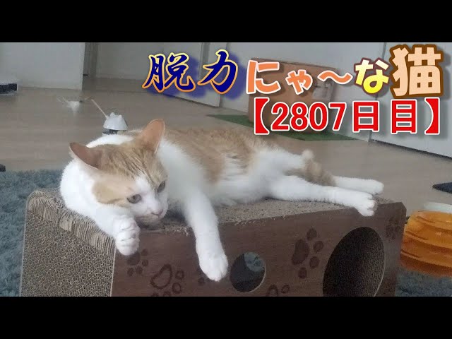 2807目】脱力にゃ～な猫【かわいい・面白い】～The growth