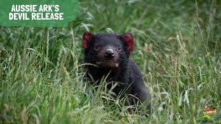 Aussie Ark Devil Release!