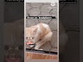 Gulab jamun🤣🤣#funny #sabmohmayahai36#comedy #newvideo #dubbingcomedy #video #voiceover #cat#cute#🐱