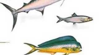 Darwin Ate Your Jesus Fish