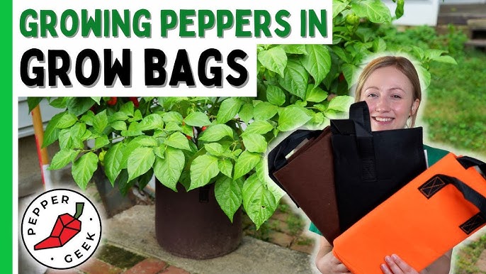 The Best Choice for Container Gardening: An Intro to Grow Bags – MIgardener