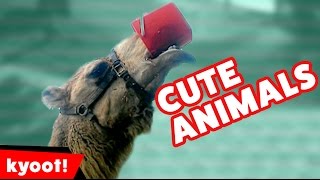 Funniest Cute Pet & Animal Home Video Bloopers Caught On Tape Weekly Compilation | Kyoot Animals