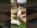 This Puppy's New Family Is Totally Obsessed! ❤️