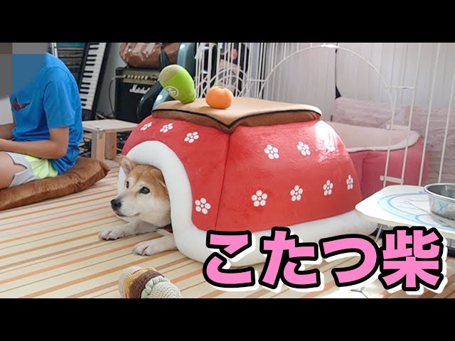 柴犬小春　犬用こたつ転がっとったよってに