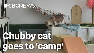 Why a chubby Manitoba cat went to camp in Ottawa