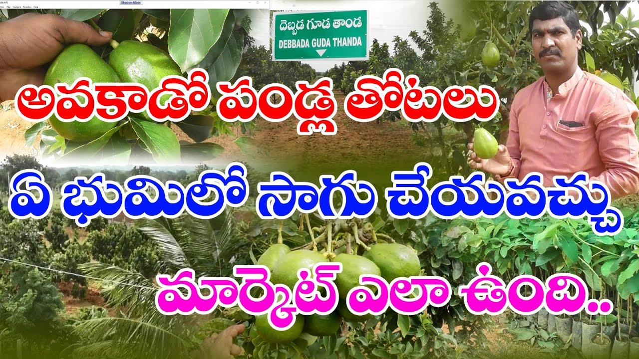Avocado Fruit Benefits And Farming In Telugu States Successful Forming In Avacado GNTELANGANA TV