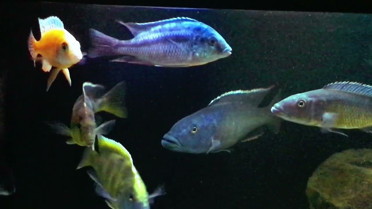 アフリカンシクリッド 水槽部屋