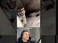 Olha o que esse TIGRE fez!!