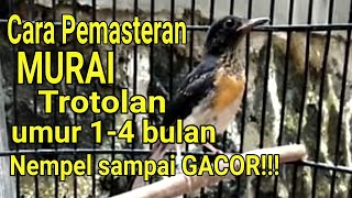 Cara Pemasteran Murai Trotolan umur 1-4 bulan Nempel dan GACOR