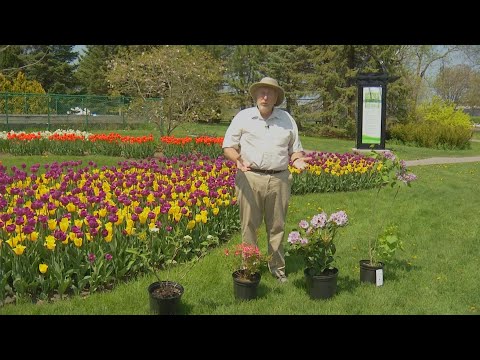 Vidéo: Les plantes sont pollinisées par le vent. modestes fleurs printanières