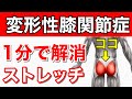 【たった1分】変形性膝関節症の膝の痛みを解消するストレッチ方法【東京 膝の痛み】東京都渋谷区恵比寿の整体院蒼