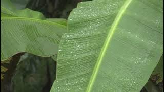 Suara Hujan dengan Alunan Piano🎵 untuk menentramkan hati dan pikiran