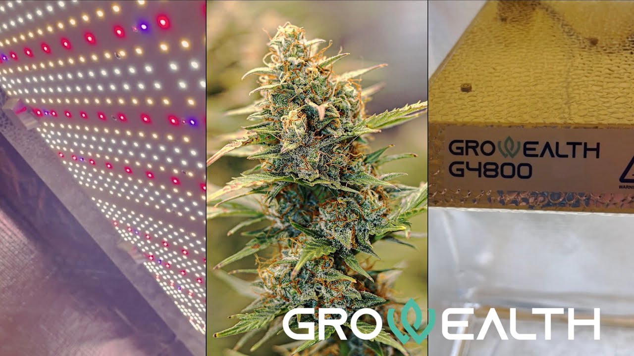 Growealth Full Spectrum 480 Watts LED Grow Light - G4800