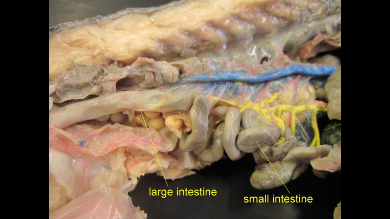 salamander digestive system - YouTube